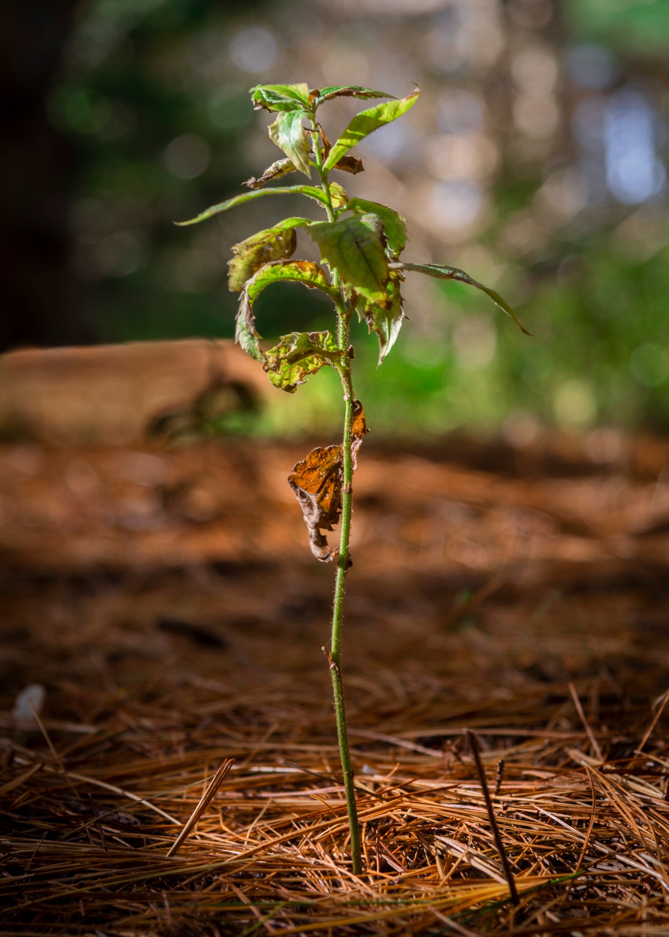 Nature